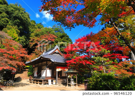 [Ehime Prefecture] Autumn leaves at Nishiyama Koryu-ji Temple in sunny weather 96546120