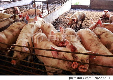 豬圈、豬、養豬業 豬圈、豬、養豬業 96546504
