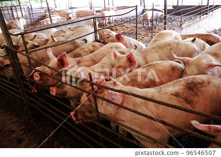 pig, piglet, young pig 96546507