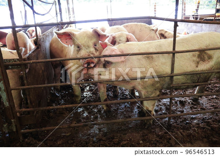 豬圈、豬、養豬業 96546513