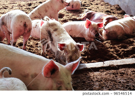 豬圈、豬、養豬業 96546514
