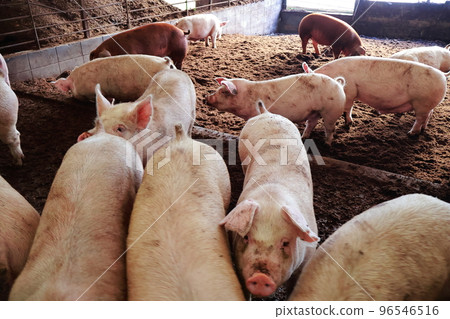豬圈、豬、養豬業 豬圈、豬、養豬業 96546516