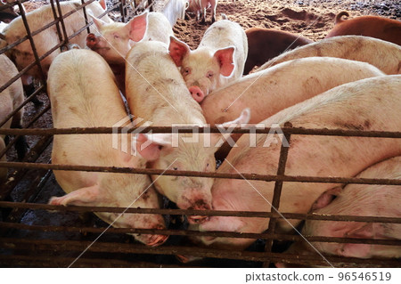 Pigsty, pigs, pig farming Pigsty, pigs, pig farming 96546519