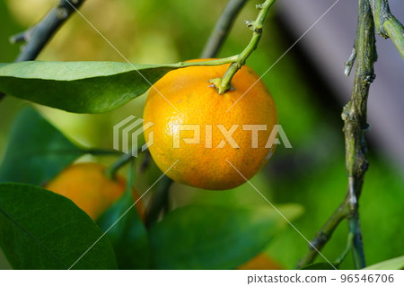 Unshu mandarin oranges before harvest 96546706