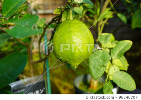 Jumbo lemons before harvest 96546707