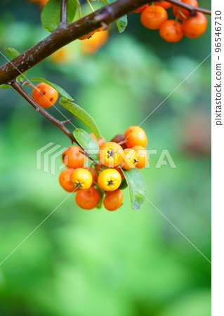 薔薇科的桔梗 薔薇科的桔梗 96546710