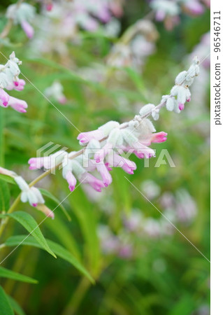 唇形科丹參、leucantha、粉紅色 唇形科丹參、leucantha、粉紅色 96546711