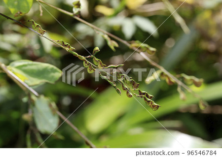 Seeds and fruits of sagebrush 96546784