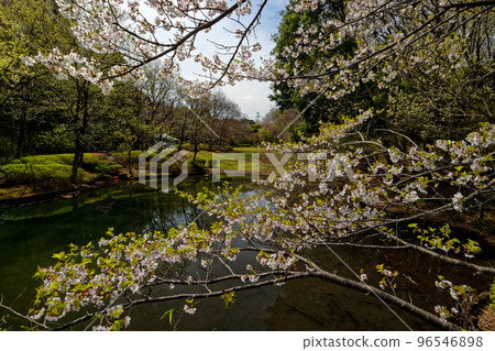 港北新城和茅崎公園的櫻花 港北新城和茅崎公園的櫻花 96546898