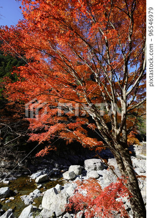 Autumn leaves in the Kawasako River valley with a blue sky background Autumn leaves in the Kawasako River valley with a blue sky background 96546979
