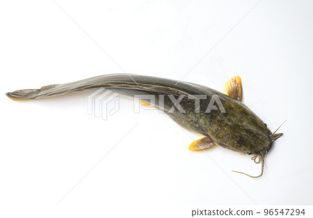 catfish on white background, fresh raw catfish freshwater fish, catfish for cooking food fish catfish on white background, fresh raw catfish freshwater fish, catfish for cooking food fish 96547294