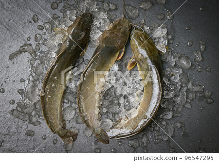 catfish on ice in the fish market, fresh raw catfish freshwater fish, catfish for cooking food fish catfish on ice in the fish market, fresh raw catfish freshwater fish, catfish for cooking food fish 96547295