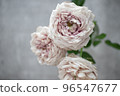淺粉色玫瑰 96547677