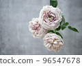 淺粉色玫瑰 96547678