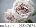 淺粉色玫瑰 96547679