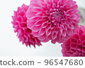 深粉色大麗花 96547680