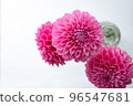 深粉色大麗花 96547681
