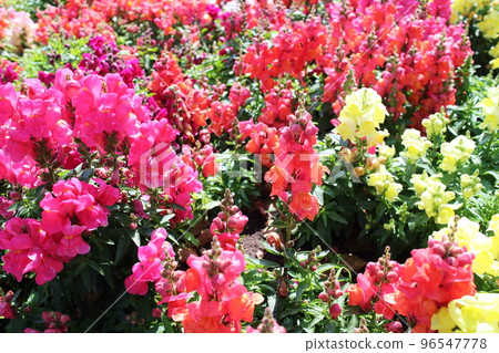 紅色和黃色金魚草花壇 紅色和黃色金魚草花壇 96547778