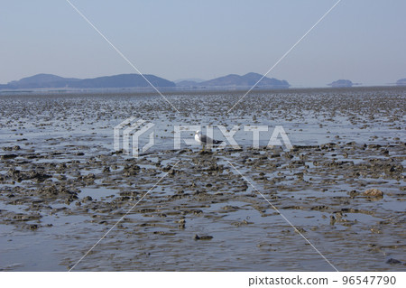 潮灘和海鷗 潮灘和海鷗 96547790