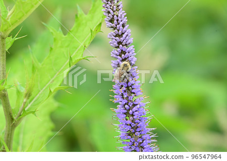 Garden in the sky Alpine plants Kugaiwo Kugaiso Garden in the sky Alpine plants Kugaiwo Kugaiso 96547964