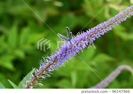 Garden in the sky Alpine plants Kugaiwo Kugaiso Garden in the sky Alpine plants Kugaiwo Kugaiso 96547966