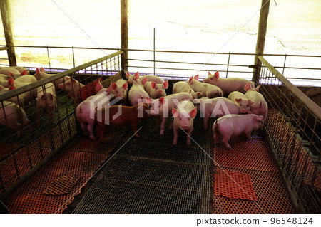 豬圈、仔豬、養豬業 96548124