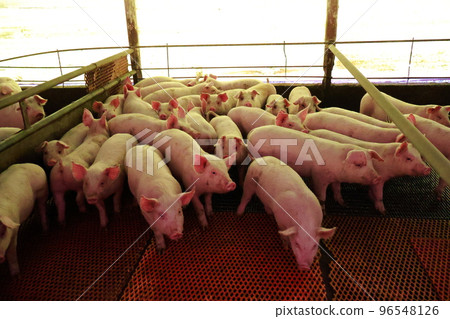 Pigsty, piglets, pig farming 96548126