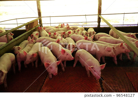 Pigsty, piglets, pig farming 96548127