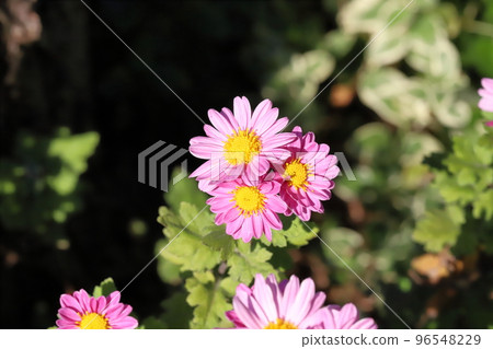 日本秋季公園盛開的粉紅色噴霧菊花 96548229