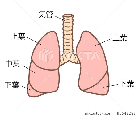 人肺,呼吸器官,有名字 人肺,呼吸器官,有名字 96548285