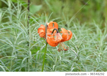 Heavenly Garden, Alpine Plants, Lily Lily, Lily Kooni Heavenly Garden, Alpine Plants, Lily Lily, Lily Kooni 96548292