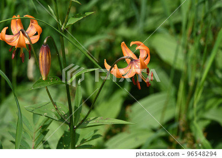 Heavenly Garden, Alpine Plants, Lily Lily, Lily Kooni 96548294