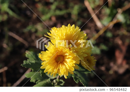 日本秋季公園盛開的黃色噴霧菊花 96548482