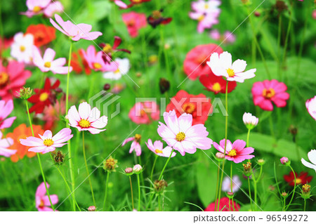 綻放的美麗大波斯菊花(格桑花,秋英,波斯菊,秋櫻,笤帚梅,掃帚梅,大春車菊,大春菊) 綻放的美麗大波斯菊花(格桑花,秋英,波斯菊,秋櫻,笤帚梅,掃帚梅,大春車菊,大春菊) 96549272