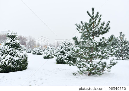 Young pine trees covered with snow in winter 96549350