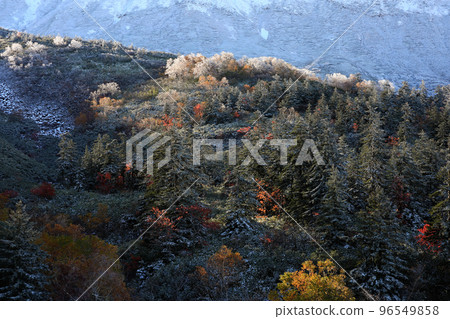 [北海道上富良野町]雪和紅葉 96549858
