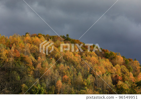 [北海道美瑛町]山間的紅葉 96549951