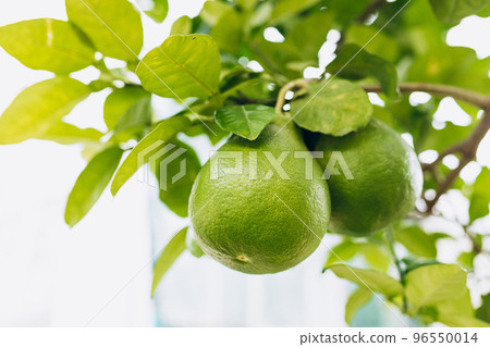 Two large green pamelo fruits on a branch close-up. Citrus maxima. Pomelo hang with branch on the pomelo tree at the farm 96550014