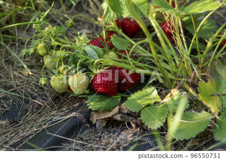 unripe strawberries in garden unripe strawberries in garden 96550731