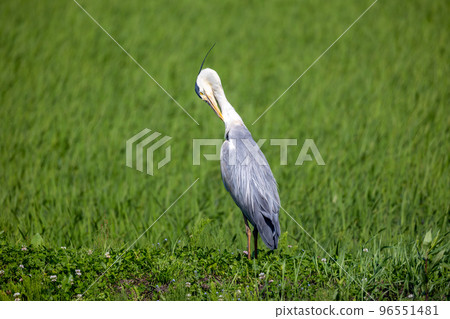 Hunting of the Hawthorn 96551481