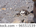 I was able to take a picture of sand bathing of Norikura Kogen Ptarmigan in summer 96551539