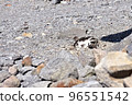 I was able to take a picture of sand bathing of Norikura Kogen Ptarmigan in summer 96551542