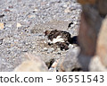 I was able to take a picture of sand bathing of Norikura Kogen Ptarmigan in summer 96551543