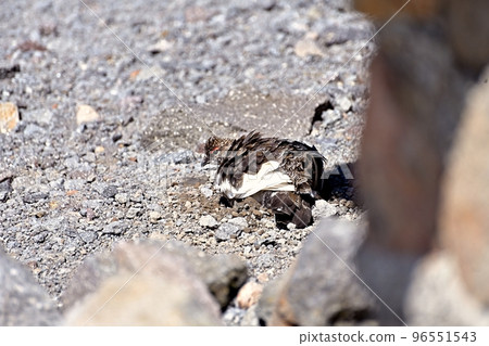 I was able to take a picture of sand bathing of Norikura Kogen Ptarmigan in summer I was able to take a picture of sand bathing of Norikura Kogen Ptarmigan in summer 96551543