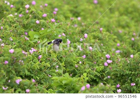 Scarlet rose and summer bird Nobita Scarlet rose and summer bird Nobita 96551546