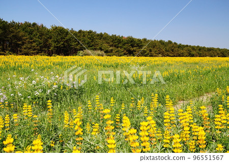美麗的黃色羽扇豆春天 96551567