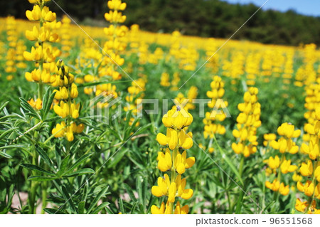 一簇黃色羽扇豆 96551568