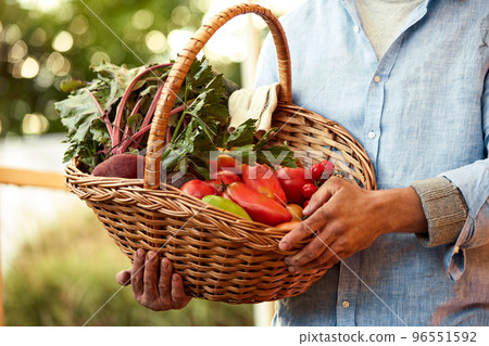 Close up of a mature male farmer is holding a basket with fresh harvested at the moment vegetables satisfied with his harvest 96551592