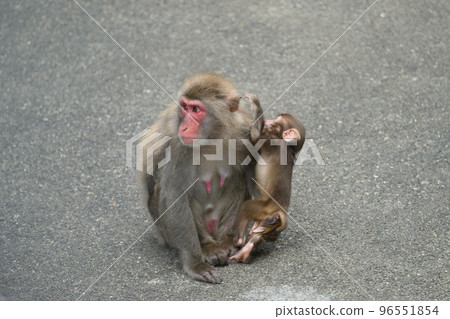 日本猴子的父母和孩子 96551854