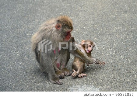 Parent and child of Japanese monkey 96551855